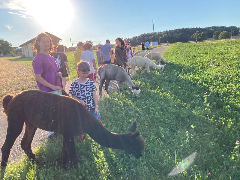 Im Tiercamp könnt ihr Alpacas streicheln und mit ihnen Zeit verbringen
