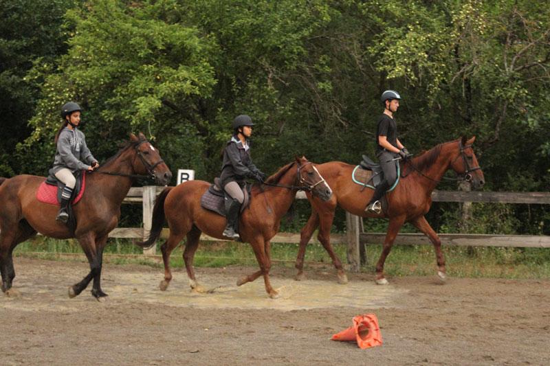 Teilnehmer eines Sommerreitcamps reiten auf braunen Pferden auf einer Koppel