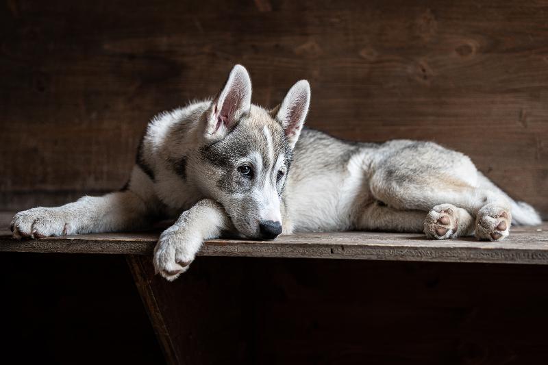 Im Tiercamp könnt ihr Zeit verbringen mit einzigartigen Tieren