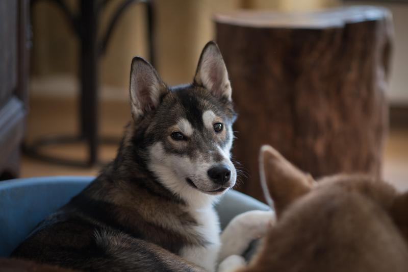 Husky schaut