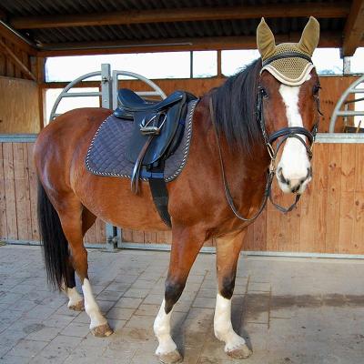 Sommer-Reiterferien bei Freiburg - Südlicher Oberrhein